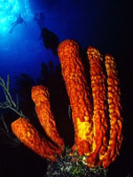 Red_Sponge_-_Cayman_Islands_Department_of_Tourism.jpg